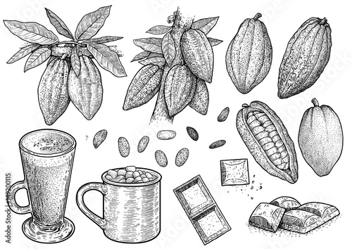 Cocoa illustration, drawing, engraving, ink, line art, vector