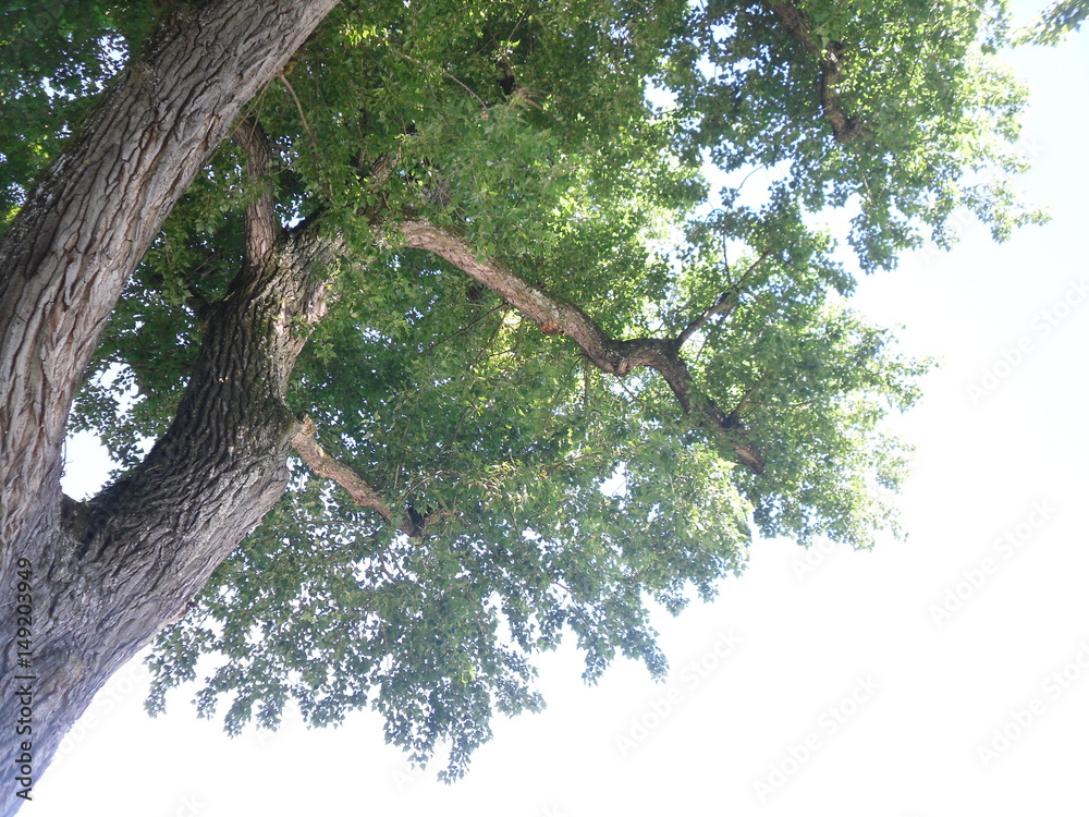 Fototapeta premium Bäume