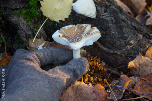 Mushrooms in autumn forest photo