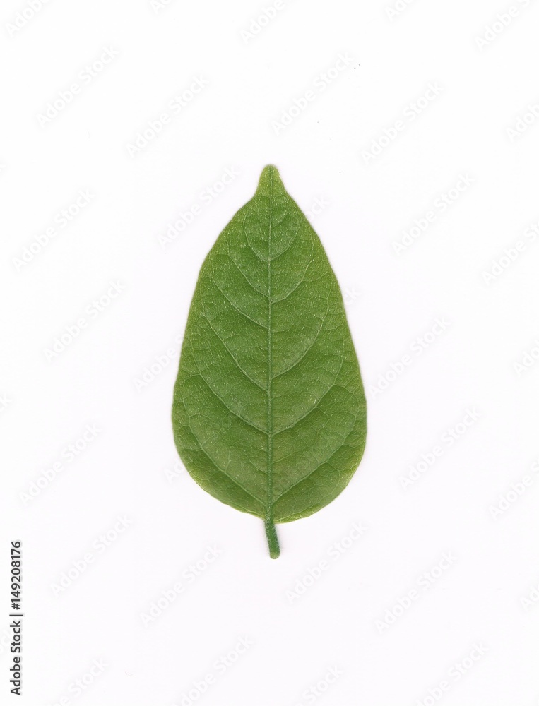 藤の葉 藤の葉
