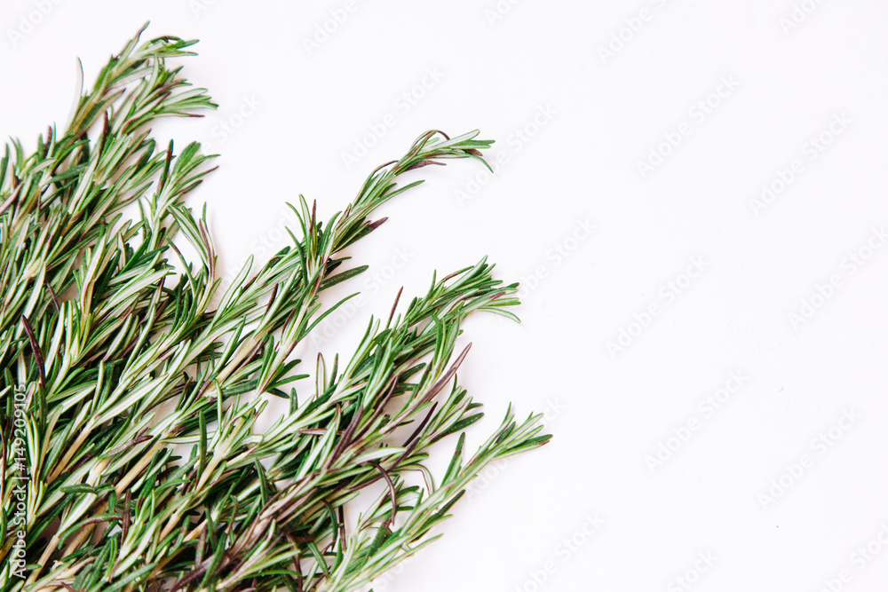 Young rosemary sprigs isolated on white background. Open space for your text.