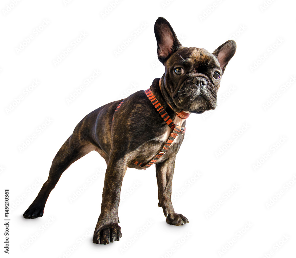 French bulldog isolated on white