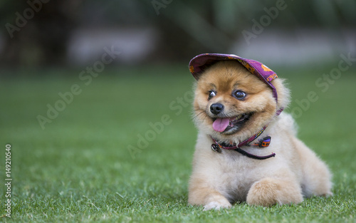 pomeranian wearing a hat