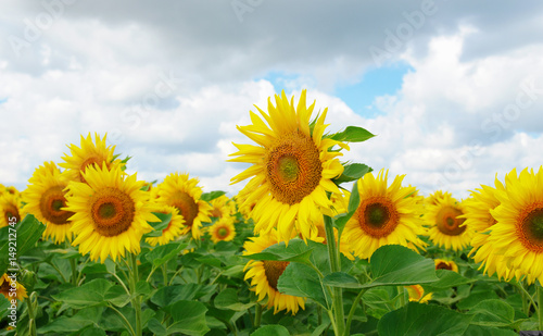 field of blooming sunflowers