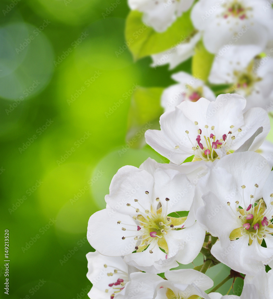 Spring blossom with soft blur background