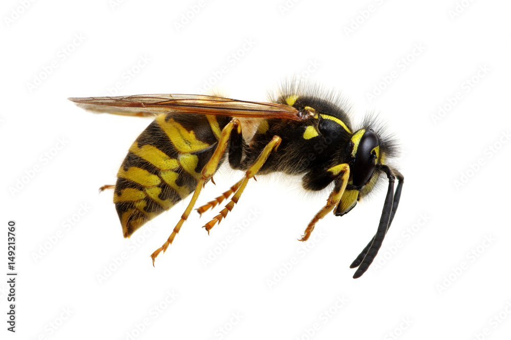 wasp isolated on white wasp isolated on white