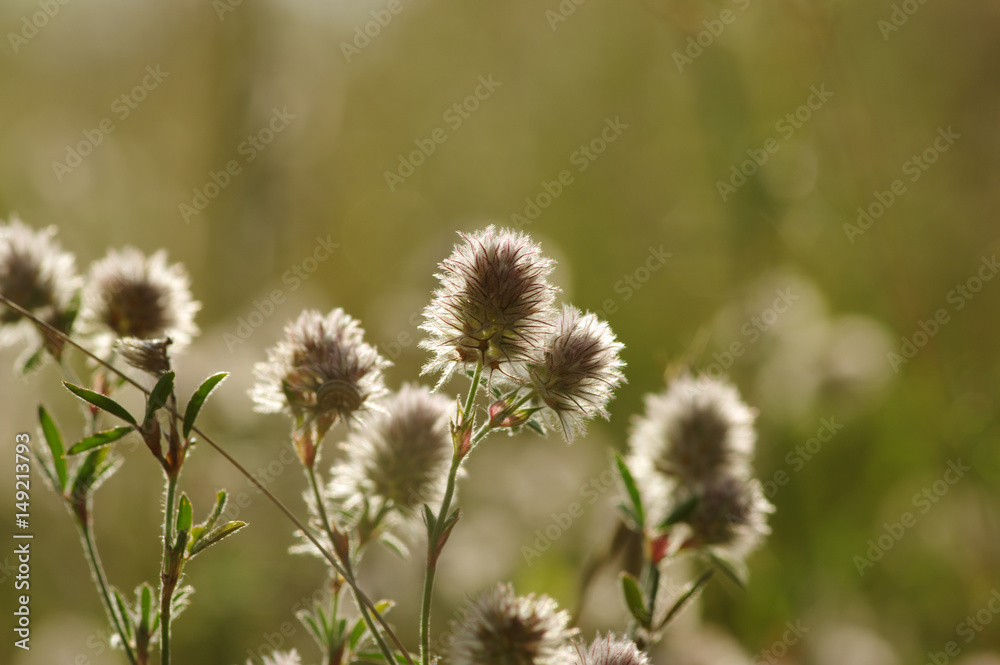 Summer flowering grass