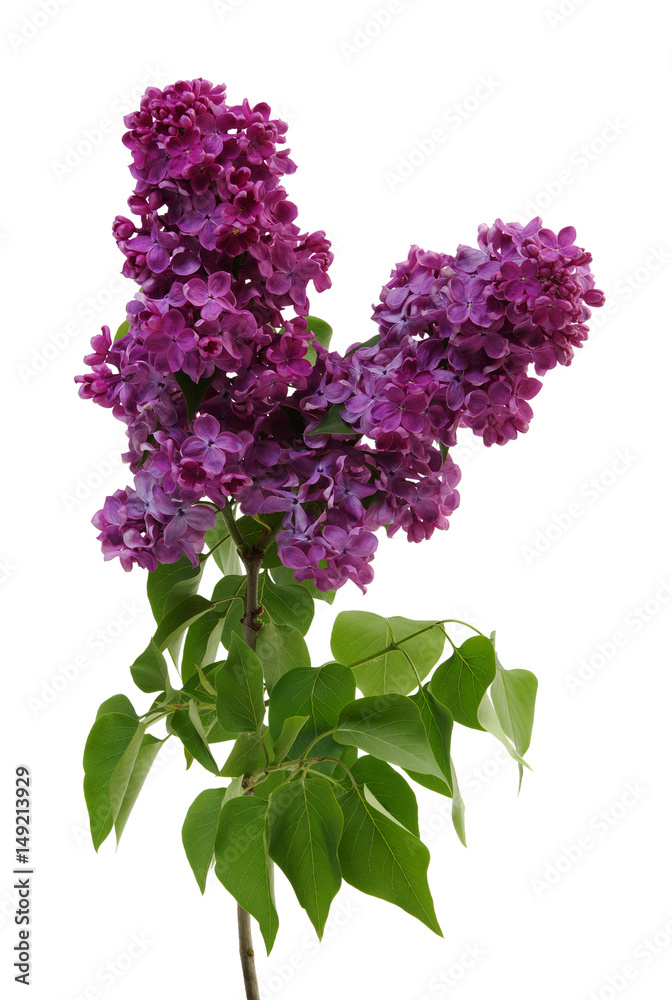 Obraz premium Flowering branch of lilac