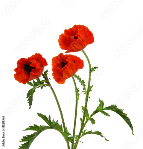  red poppy isolated on white