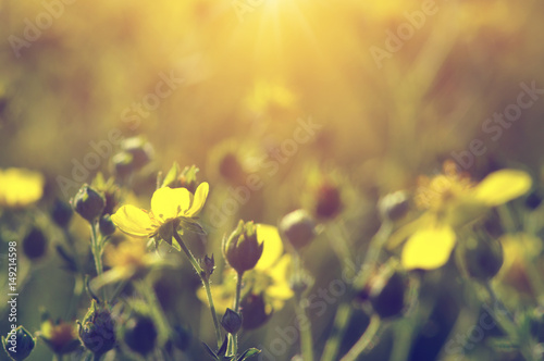 Spring flowers on sun
