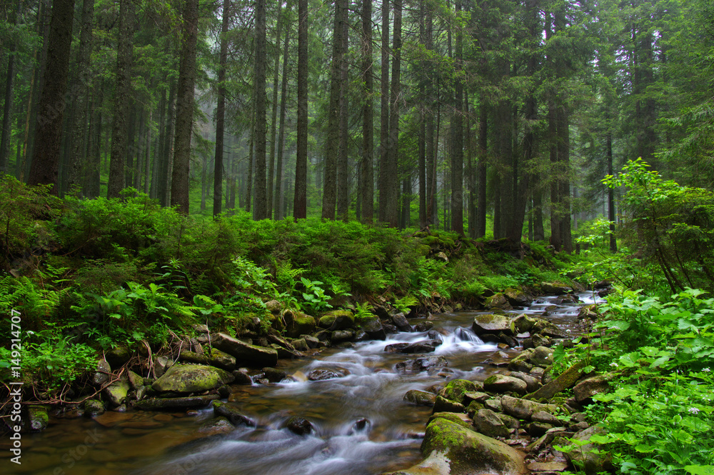 Fototapeta premium Creek in the woods