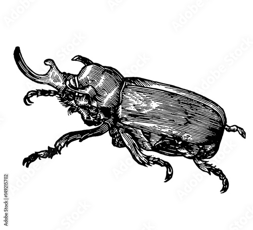 a detailed sketch of the beetle stag