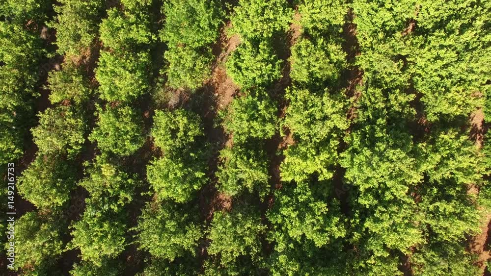 Orange trees plantation at May in Portugal, Algarve, aerial view Orange trees plantation at May in Portugal, Algarve, aerial view