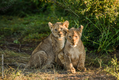 Two Lion cubs