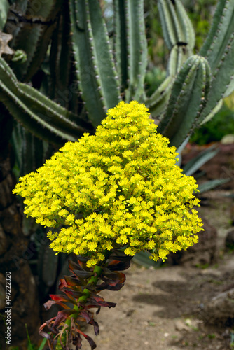 Yellow Flower Cluster on a Aeonium arboreum succulent