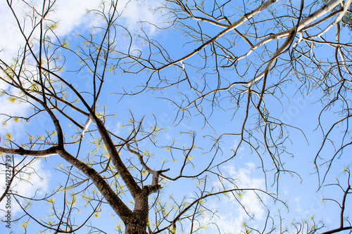 Leafless tree branches with sky in the background