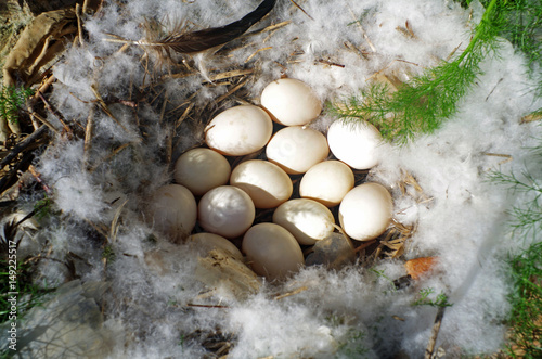 Duck eggs in a nest on the ground. photo