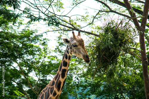 Photography Close Up View Of Giraffe Against Trees