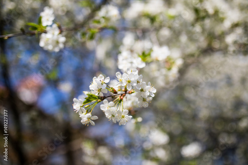 spring background of branches of a blossoming tree