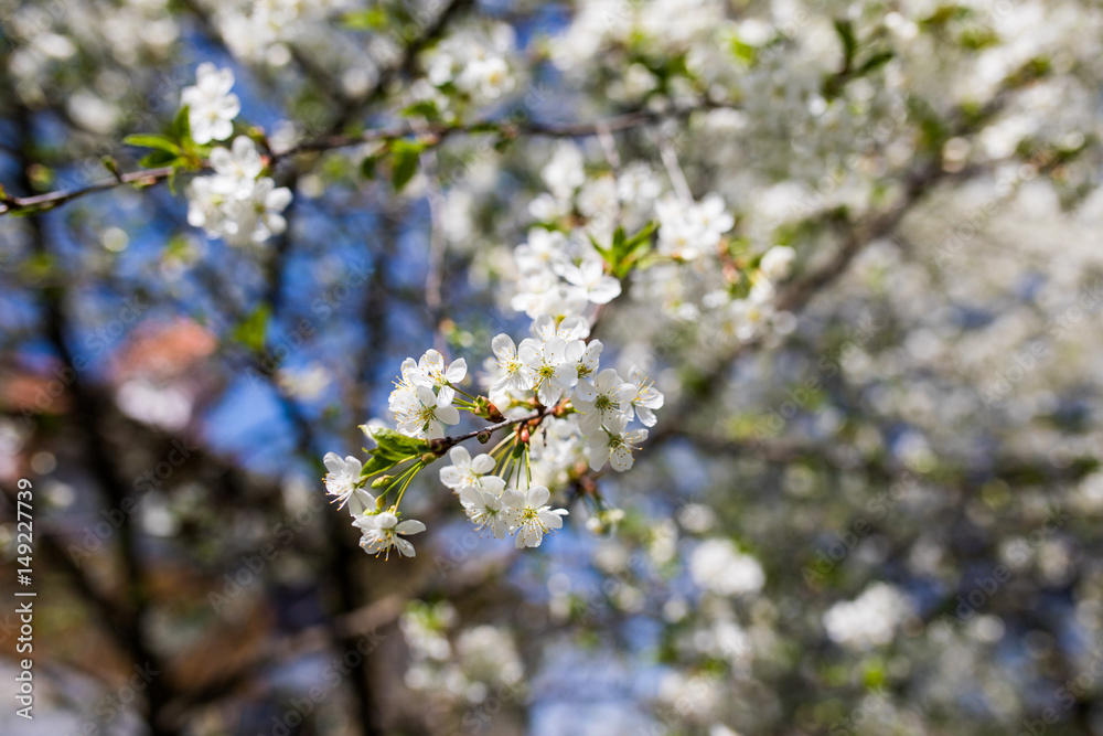 spring background of branches of a blossoming tree