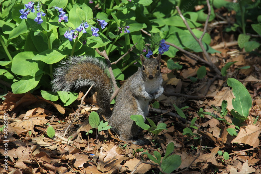 Cute squirrel playing in the park Cute squirrel playing in the park