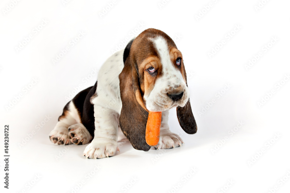 Basset hound puppy sits on a white background and eating a carrot Basset hound puppy sits on a white background and eating a carrot