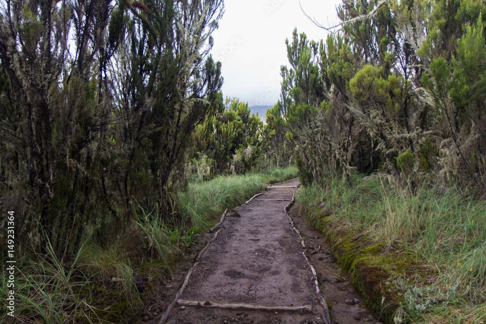 Track on Kilimanjaro on the Machame Route Whiskey