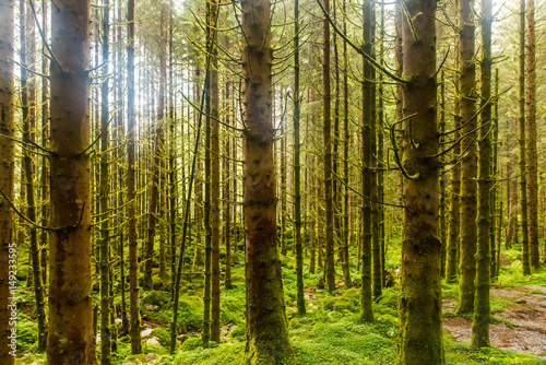 Fototapeta Naklejka Na Ścianę i Meble -  Sunlit spruce tree forest