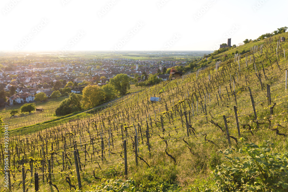 Naklejka premium Schriesheim Strahlenburg und Weinberge