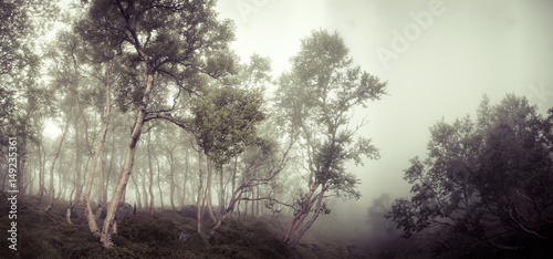 dark scary deciduous tree forest photo