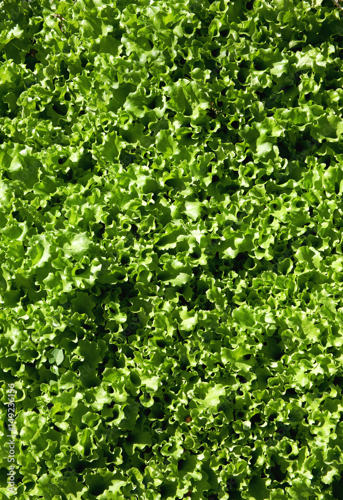 Green lettuce leaves