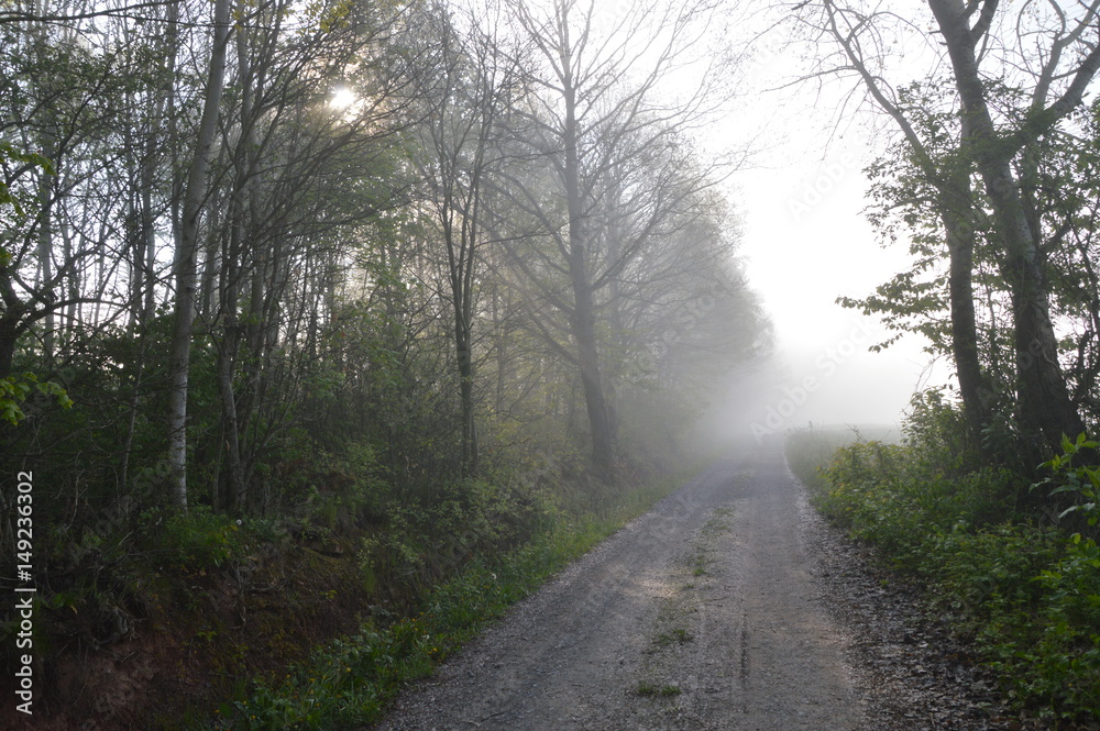 Fototapeta premium Morgensonne scheint durch Bäume