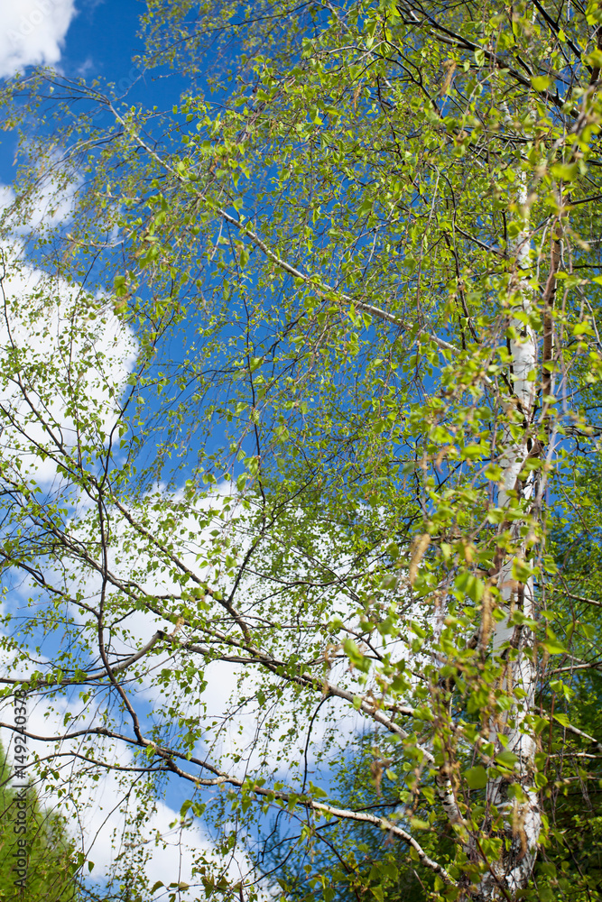 Fototapeta premium Birch branches with young leaves on wind