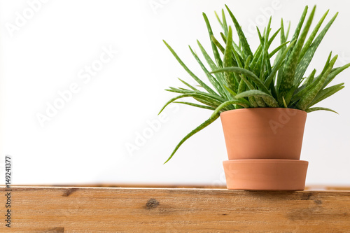 aloe plant