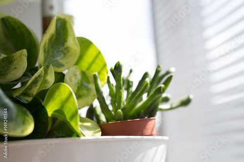 green office