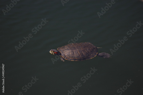 Turtles swimming in lake of New York Central Park