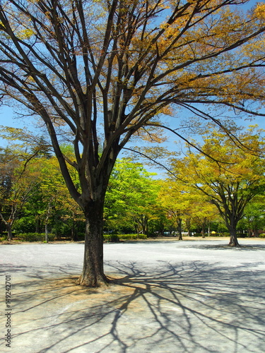 Canvastavla 芽吹きの公園風景