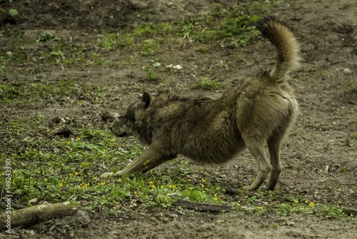 Fototapeta Wilk w Pokazowym Rezerwacie Żubrów 