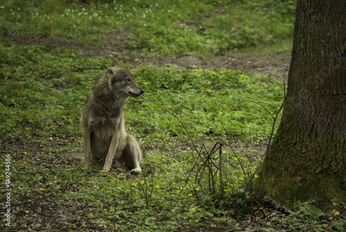 Siedzący wilk  © DawidDobosz