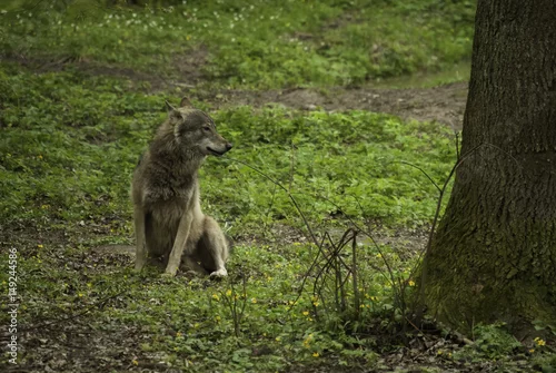 Fototapeta Siedzący wilk 
