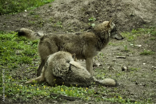 Fototapeta samoprzylepna Polskie wilki na Podlasiu