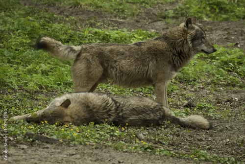 Fototapeta samoprzylepna Wilki w rezerwacie przyrody 