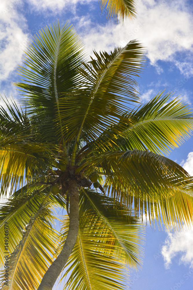 Fototapeta premium Shade