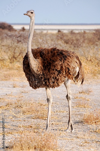 Proud female Ostrich in the beautiful Etosha National Park photo