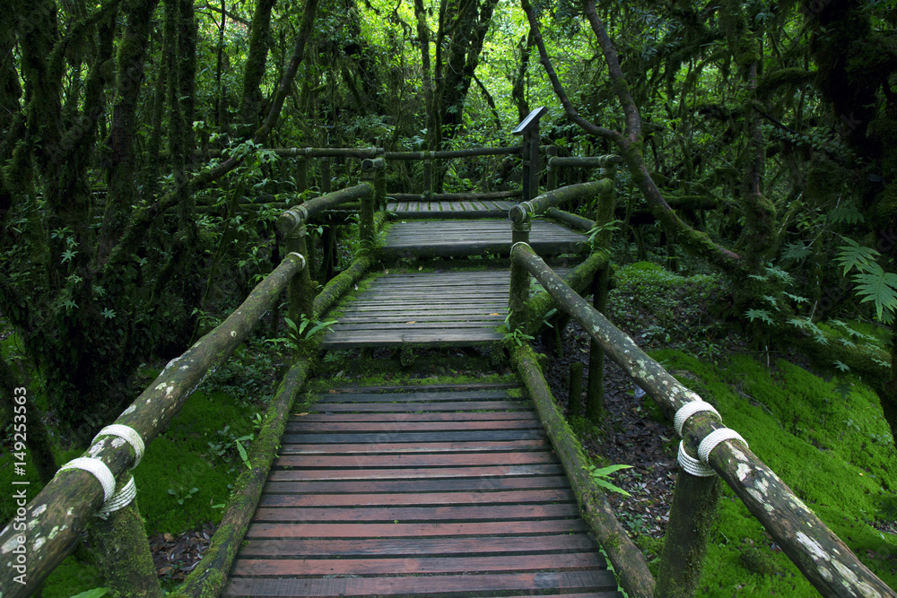 Fototapeta premium wooden bridge in the forest
