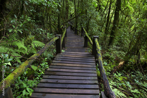 wooden bridge in the forest