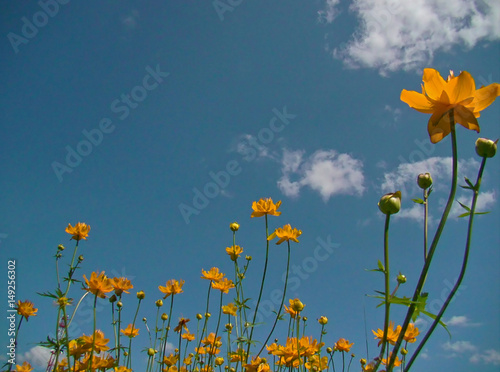 Yellow flowers on the sky background