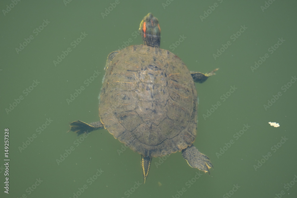 Obraz premium Turtle swimming in the water