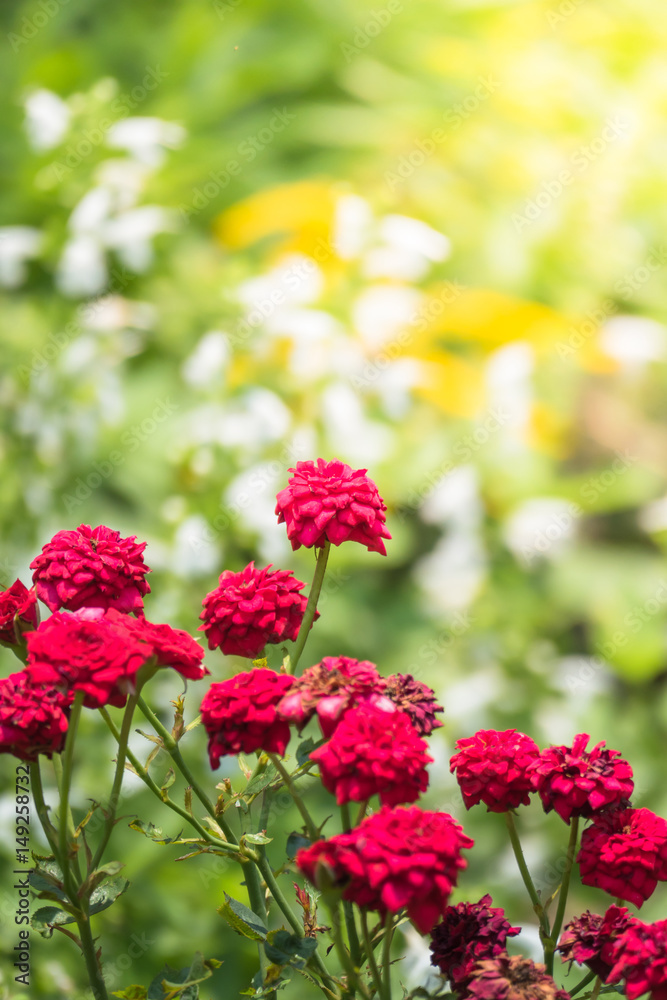 The background image of the colorful flowers The background image of the colorful flowers