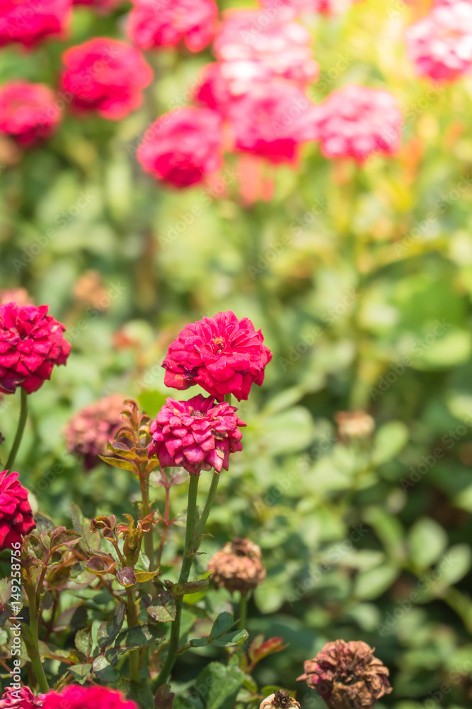 The background image of the colorful flowers The background image of the colorful flowers